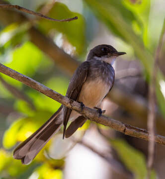 Image of Northern Fantail