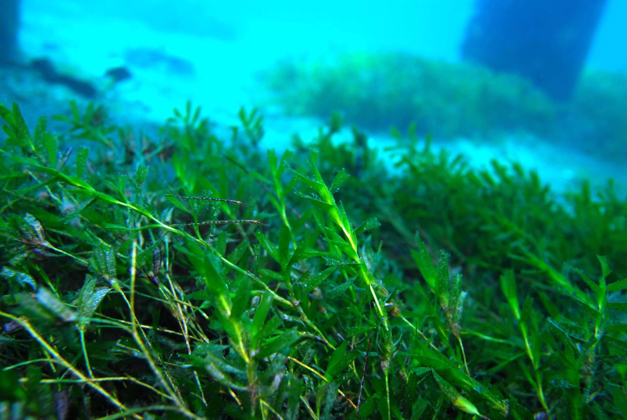 Image of Brush-tailed pipefish