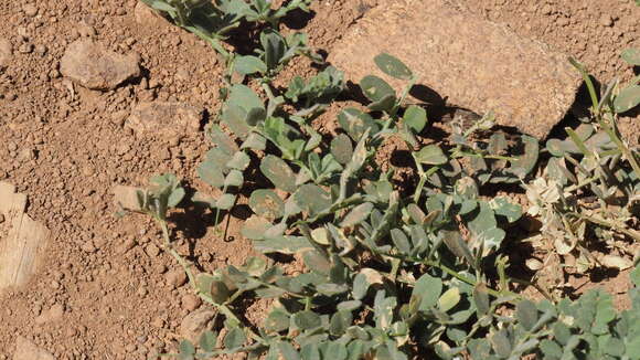 Imagem de Vicia americana subsp. americana