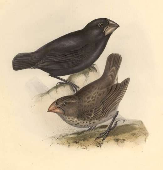 Image of Large Ground Finch