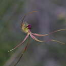 Image of Ray spider orchid