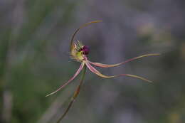 Image of Ray spider orchid