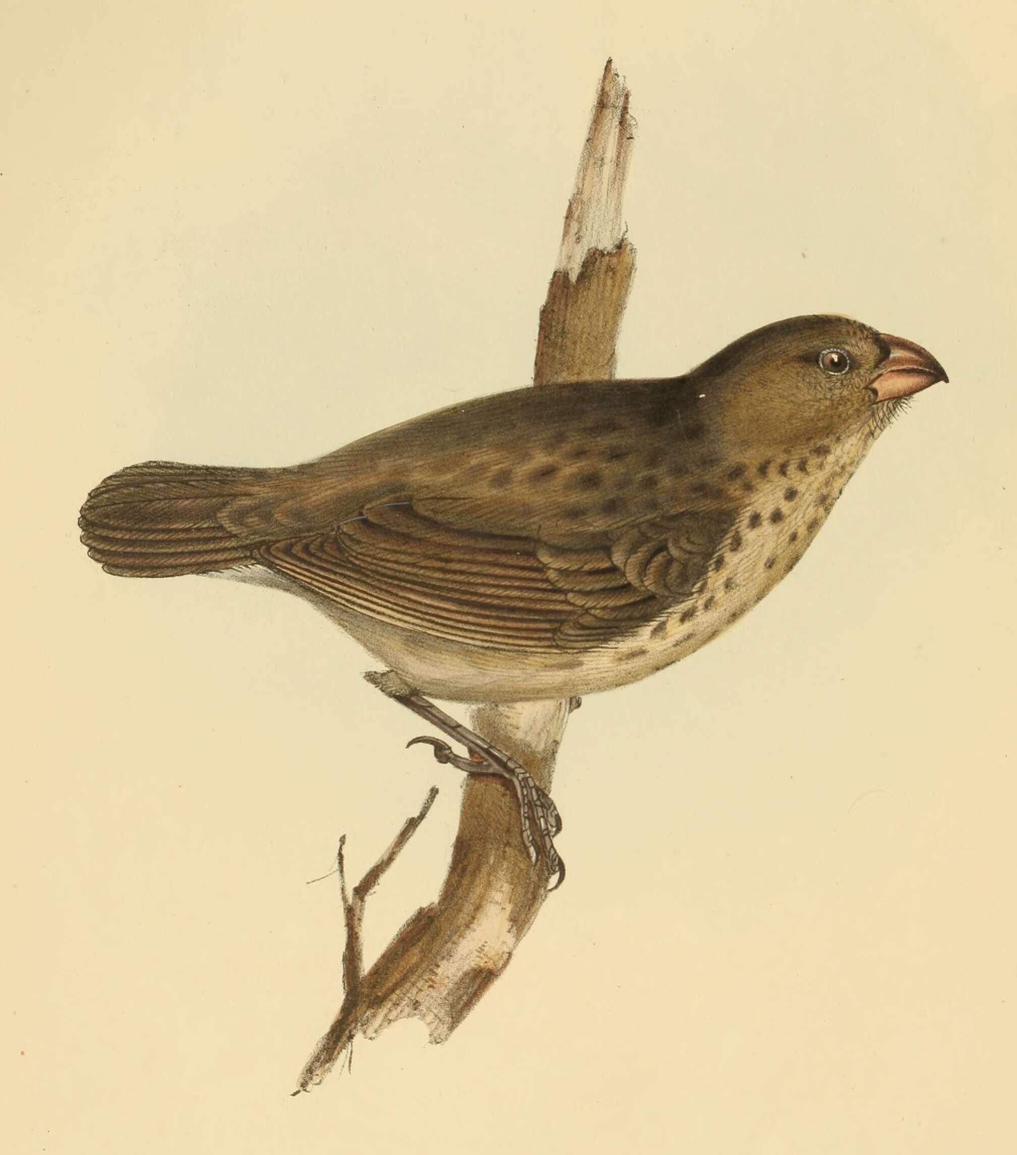 Image of Platyspiza Ridgway 1897