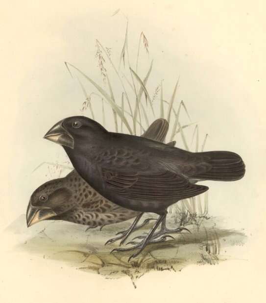 Image of Large Ground Finch