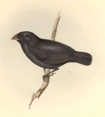 Image of Medium Ground Finch