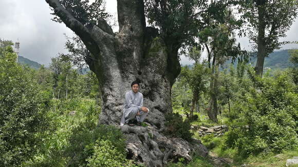 Image of olive tree