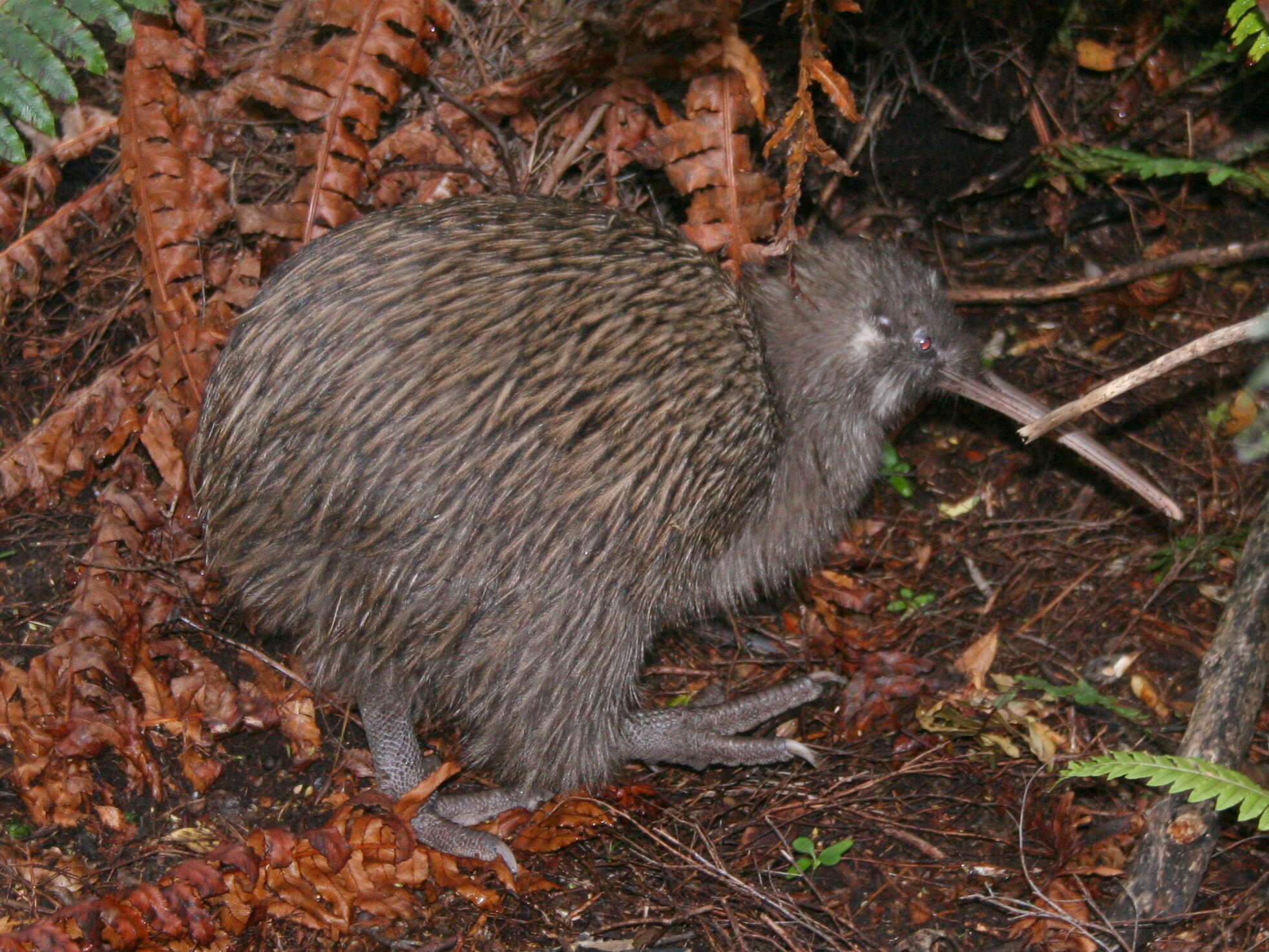 Image of Apterygiformes