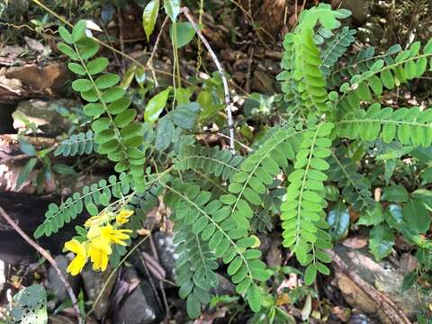 Image of Sophora fraseri Benth.