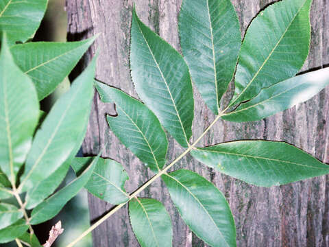 Image of shellbark hickory