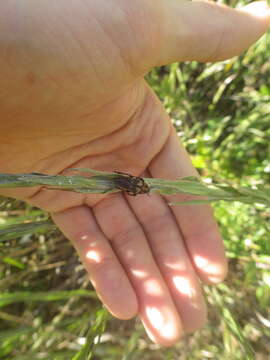 Image of Macrosiagon octomaculatus (Gerstaecker 1855)