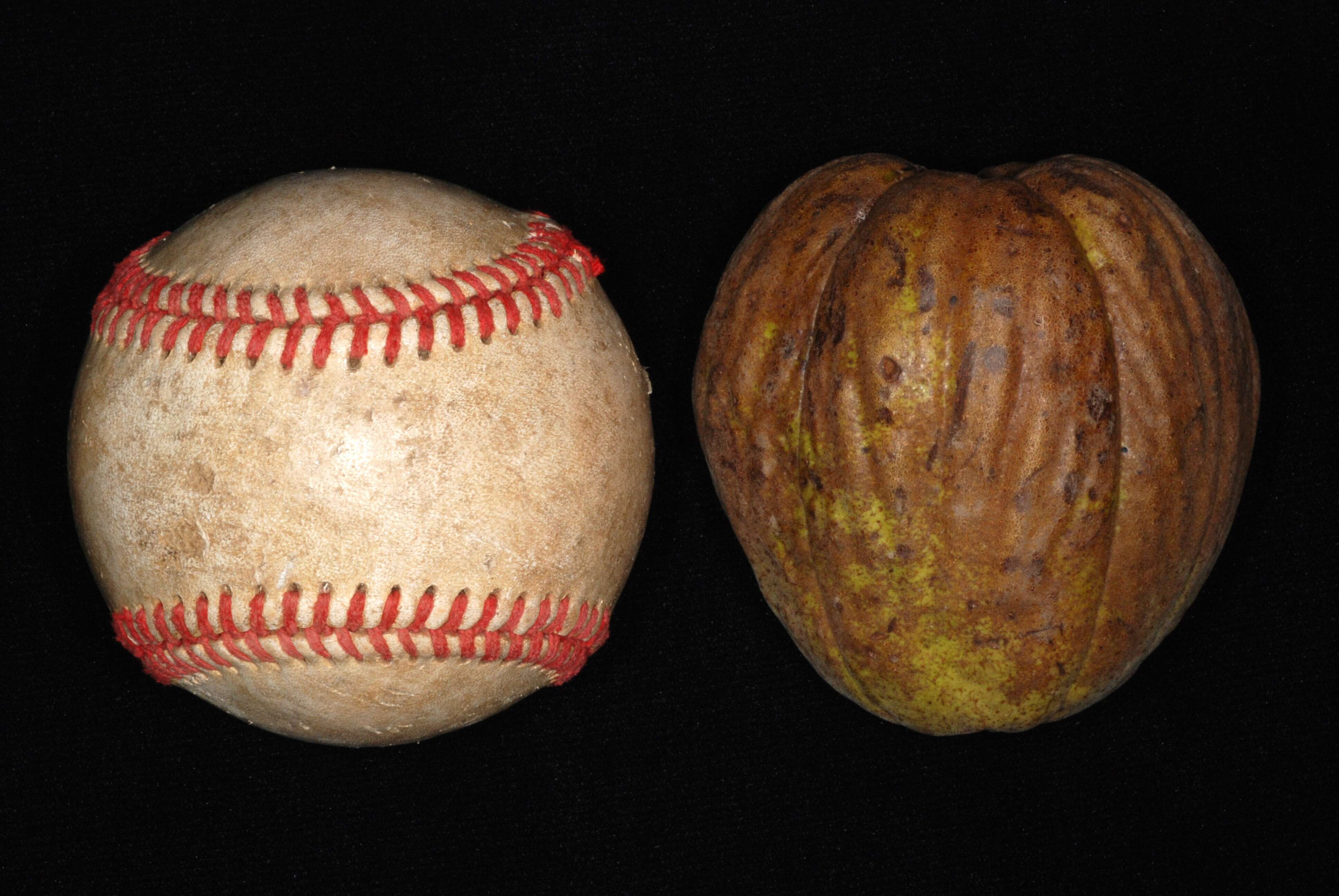 Image of shellbark hickory