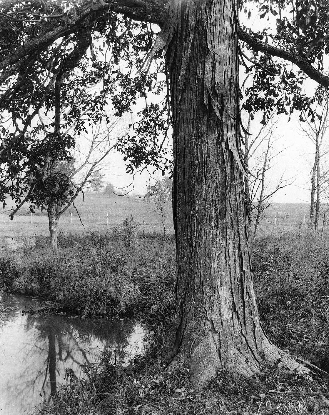 Image of shellbark hickory