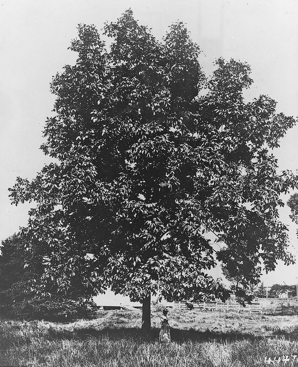 Image of shellbark hickory