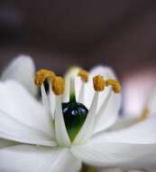 Image of Ornithogalum arabicum L.