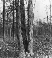 Image of shellbark hickory