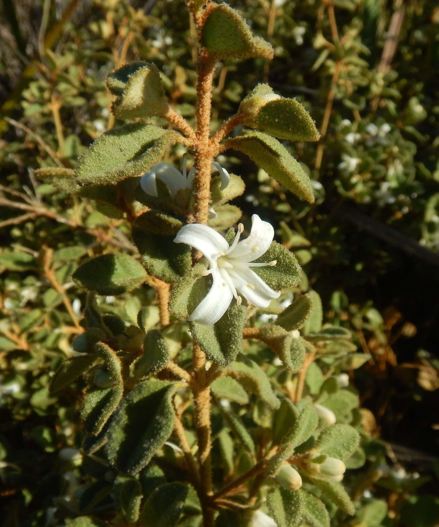 Image of Correa alba Andr.