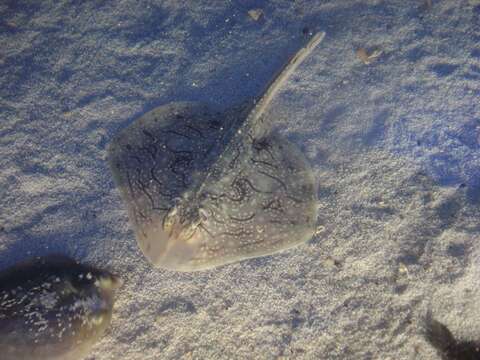 Image of Painted ray or Undulate ray