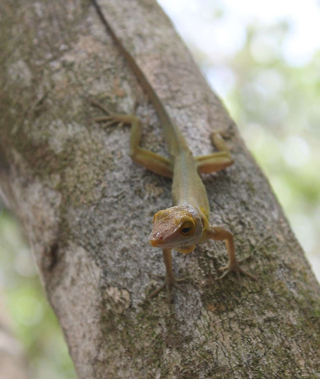 Image of Les Saines Anole