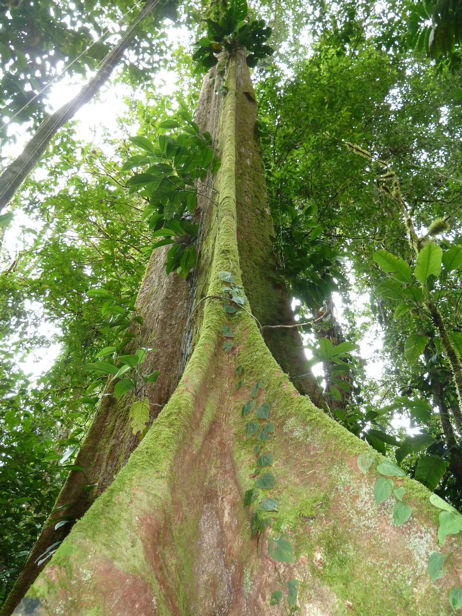 Image of Huberodendron allenii Standl. & L. O. Williams