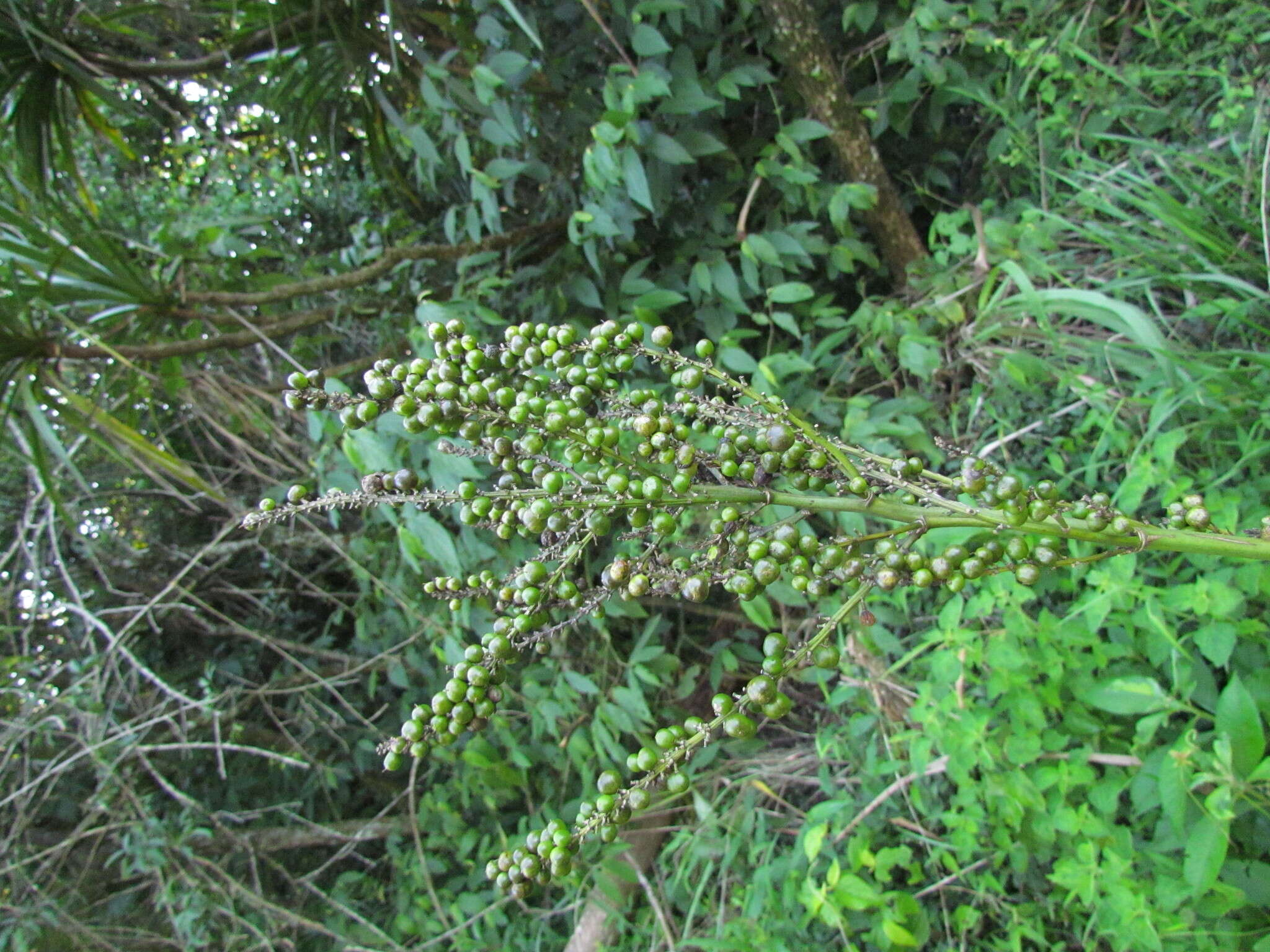 Image of Cordyline sellowiana Kunth