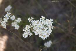 Image of prairie goldenrod