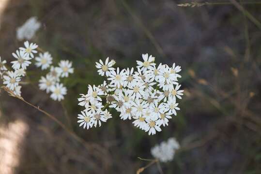 Image of prairie goldenrod