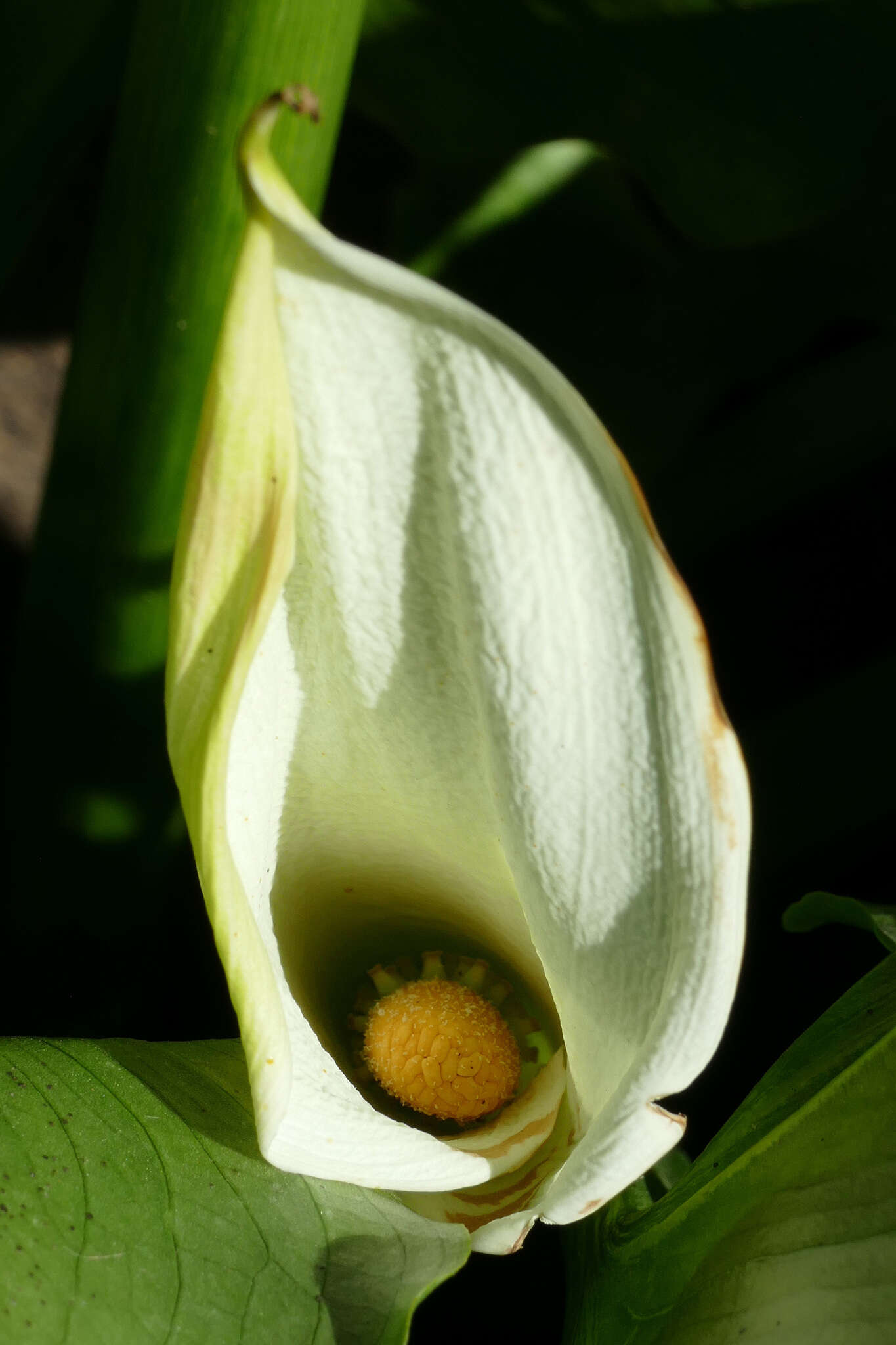 Image of Zantedeschia odorata P. L. Perry