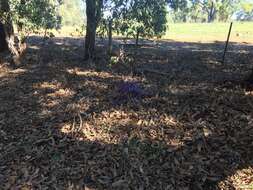 Image of Holly-leaved Hovea