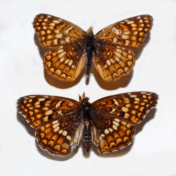 Image of Gabb's Checkerspot