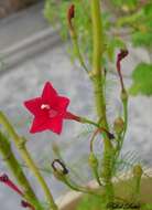 Image of Cypress Vine