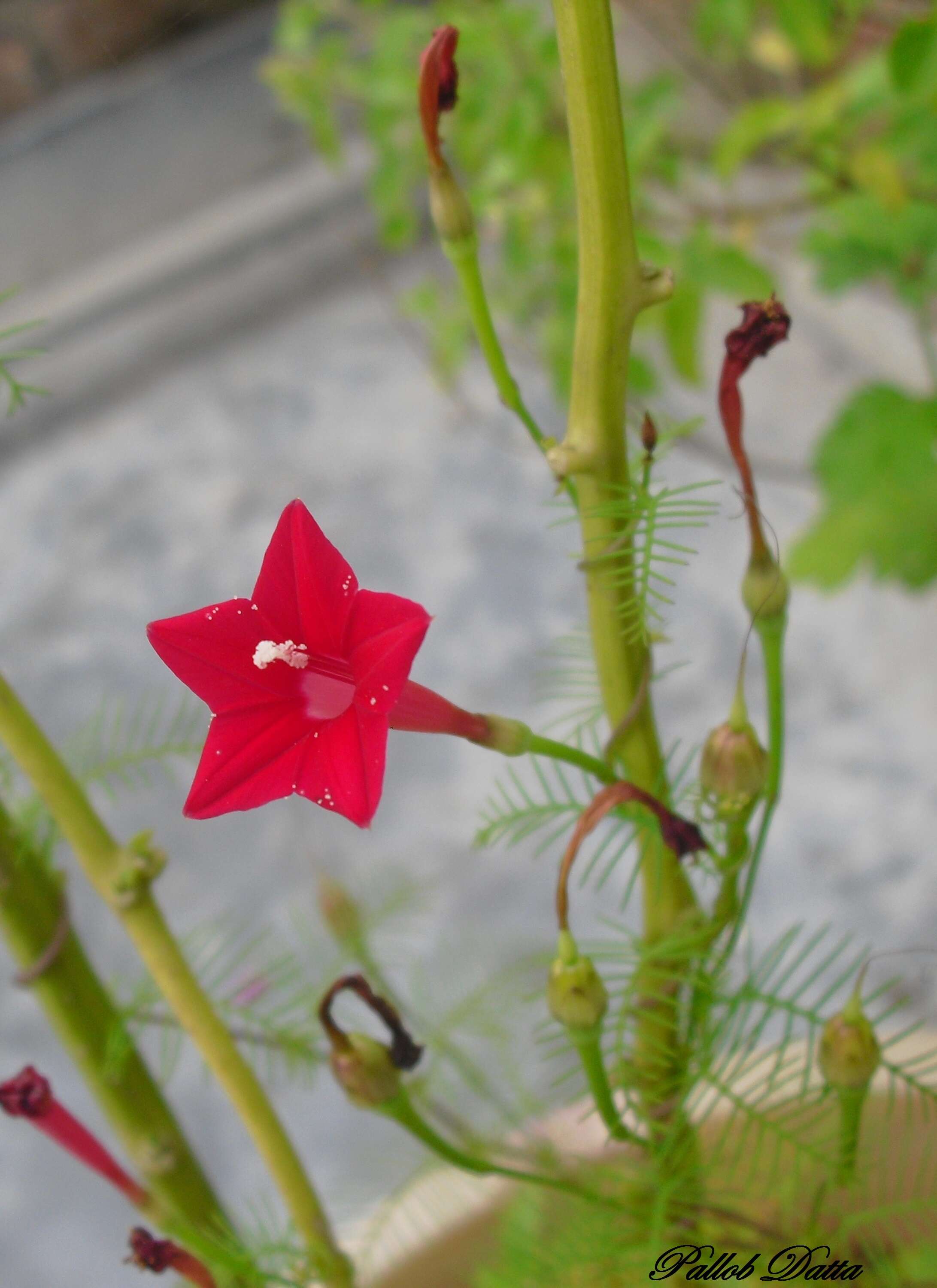 Image of Cypress Vine