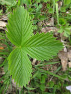 Image of woodland strawberry