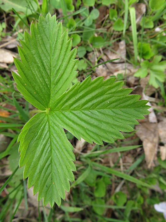 Image of woodland strawberry