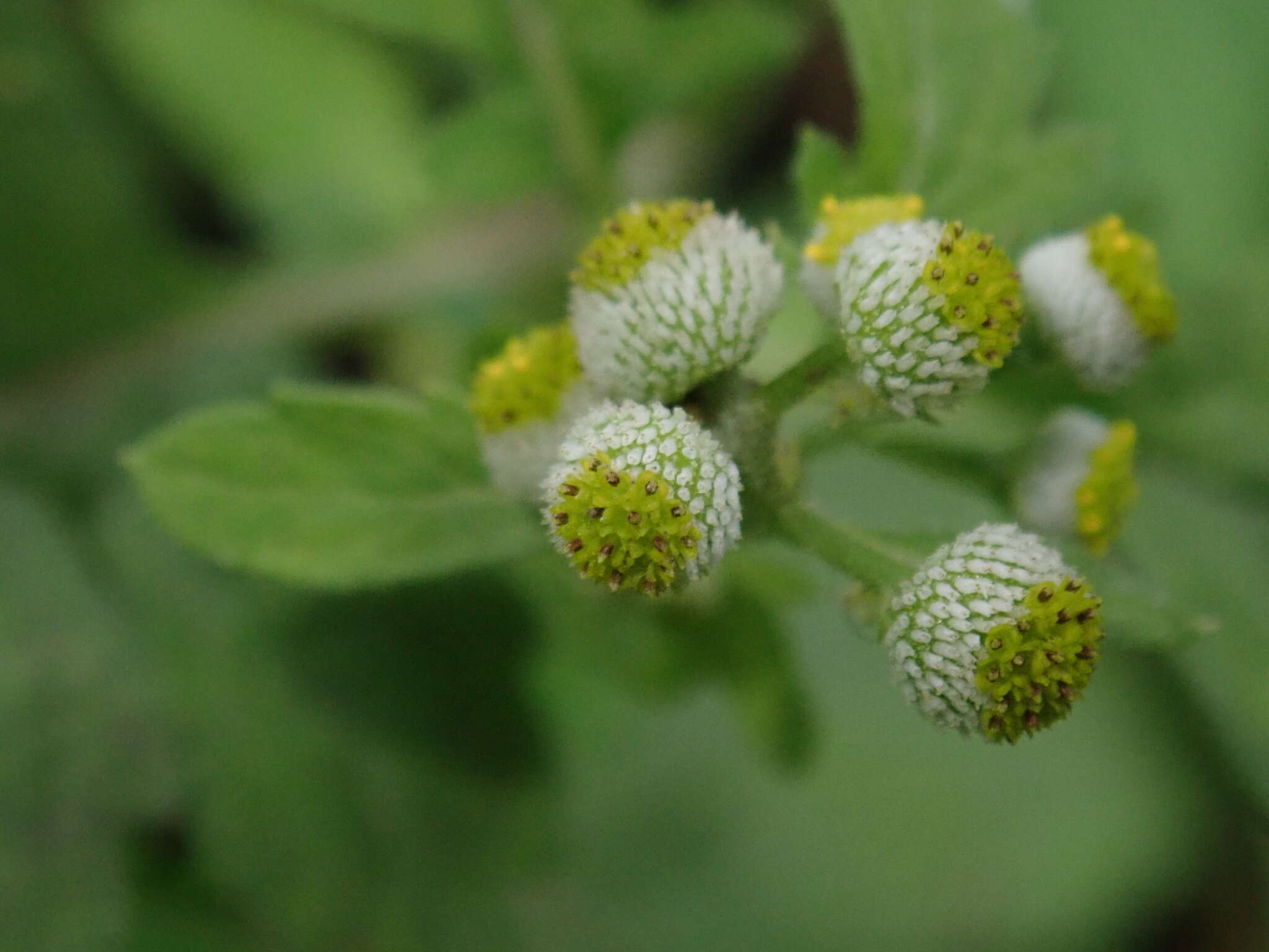 Image of Dichrocephala integrifolia (L. fil.) O. Kuntze