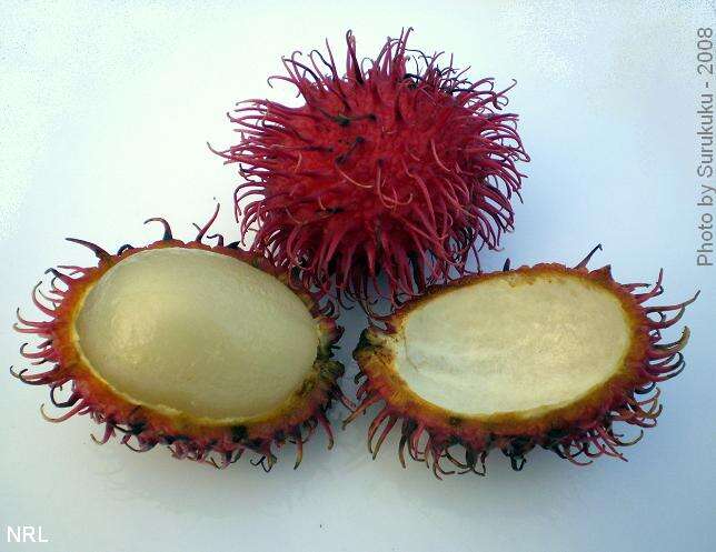 Image of rambutan