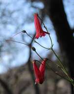 Image of Penstemon lanceolatus Benth.