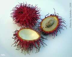 Image of rambutan