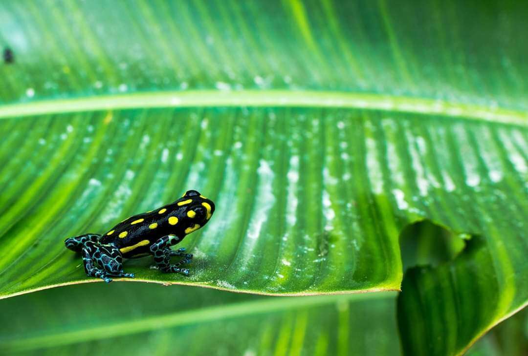 Image of Brazilian Poison Frog