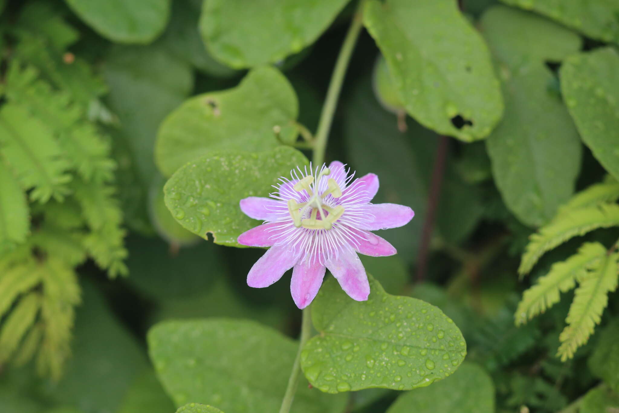 Image of Passiflora urbaniana Killip