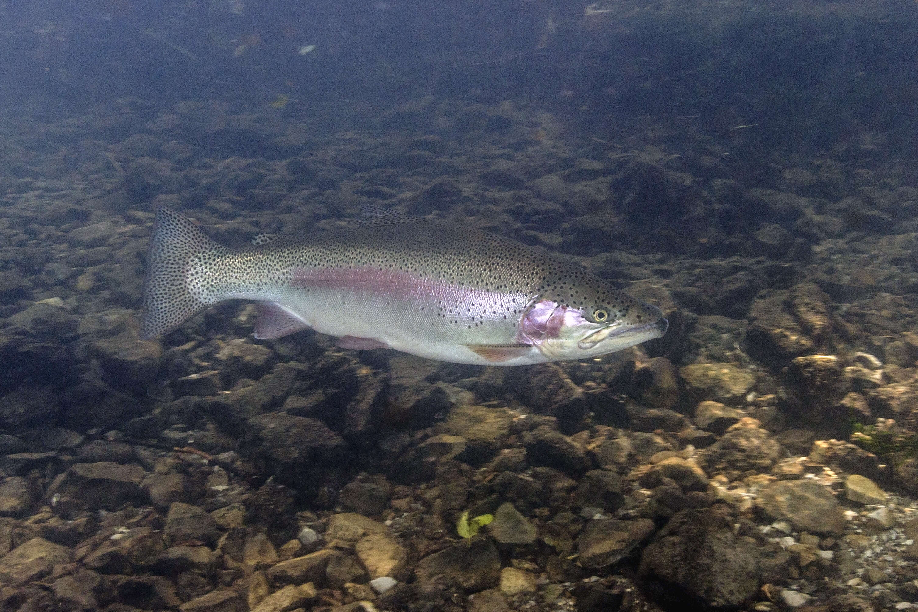 Image of Rainbow Trout