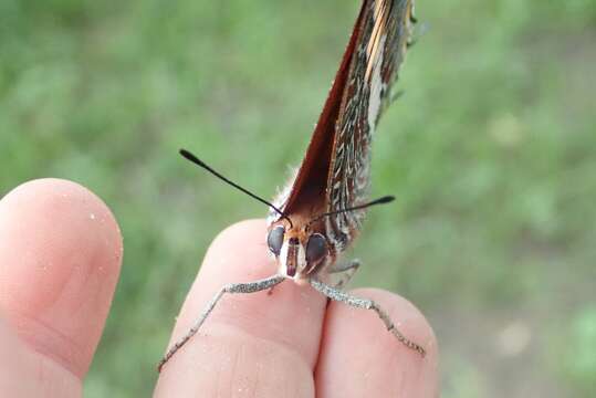 <i>Charaxes saturnus</i>的圖片