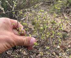 Imagem de Drosanthemum karrooense L. Bol.