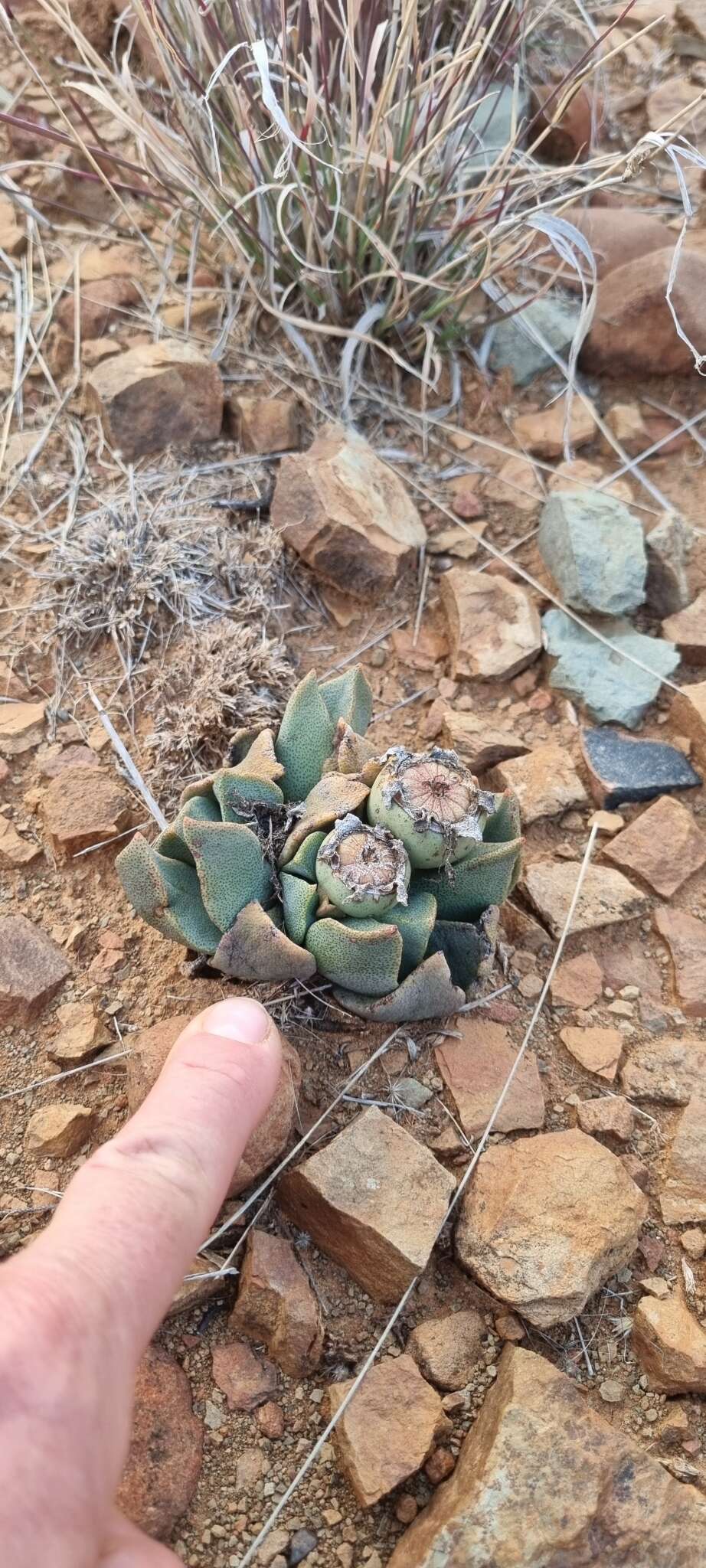 Image of living stone succulent