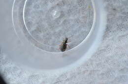 Image of Ground beetle