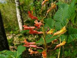 صورة Aesculus bushii C. K. Schneid.