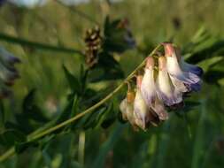 Image of Upright Vetch