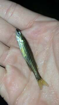 Image of fly-specked hardyhead