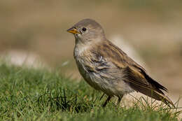 Image of Black-winged Snowfinch