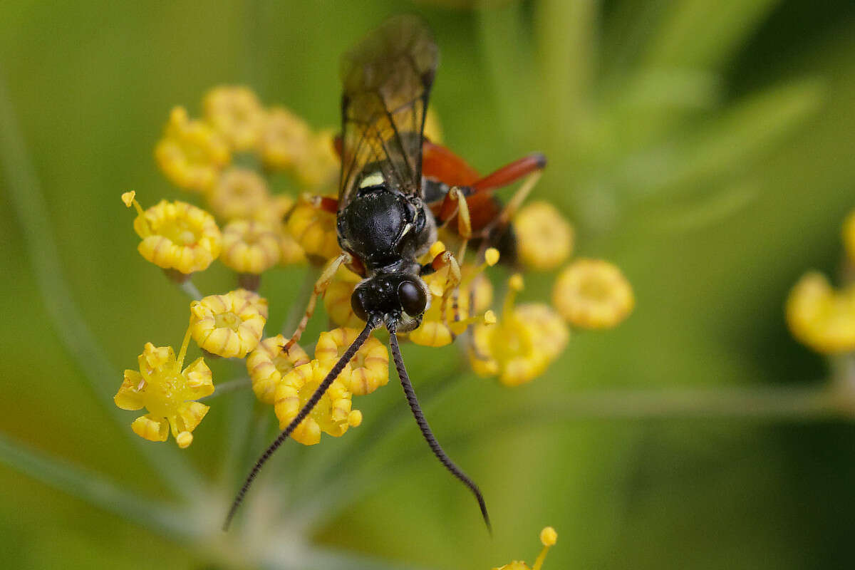 Image of Ctenichneumon