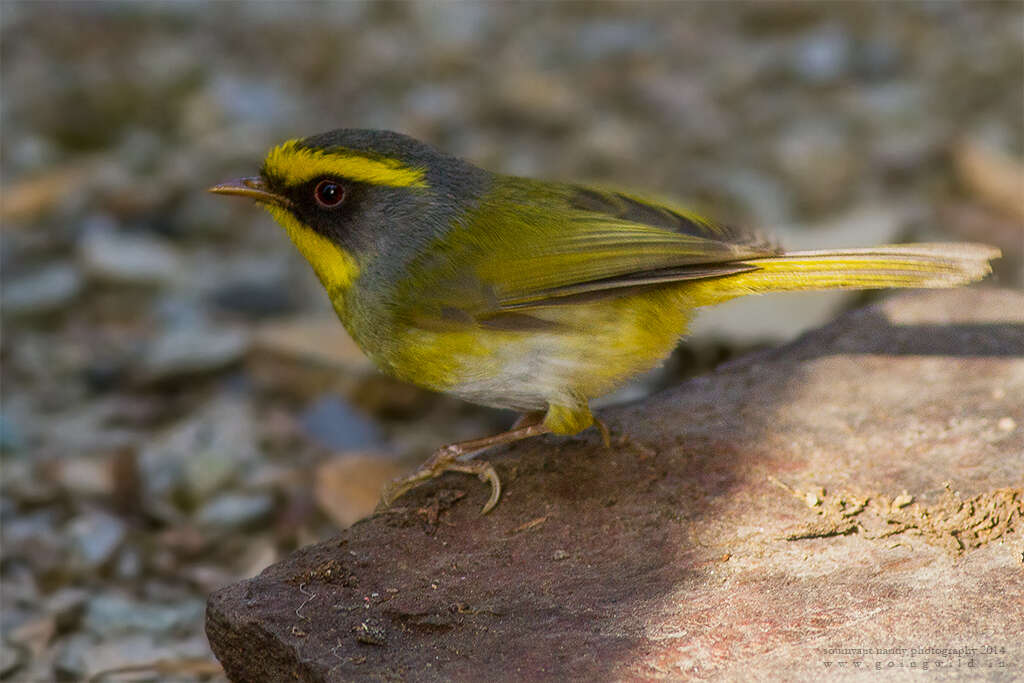 Image of Black-faced Warbler